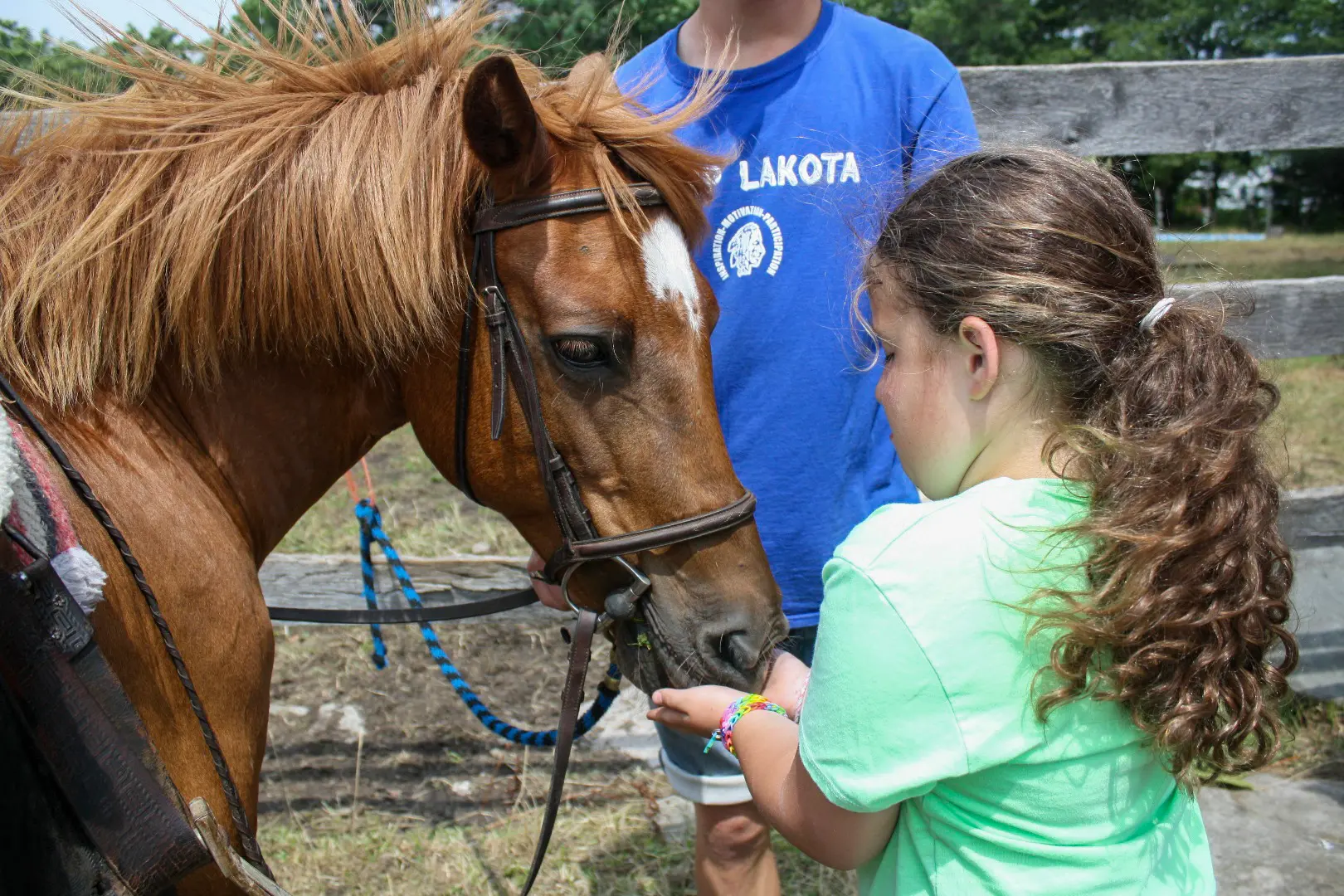 horse feed